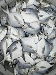 Chhuya  Rupchada Fish