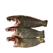 Chowa Koi Fish 1000 GM